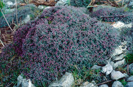 "Teucrium subspinosum"