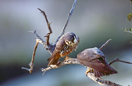 Falcó ("Falco peregrinus")