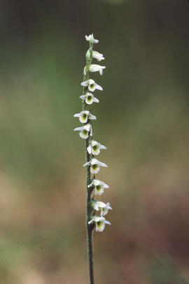 Orquídia de tardor ("Spiranthes spiralis")