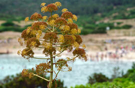 Fèl·lera ("Ferula communis")