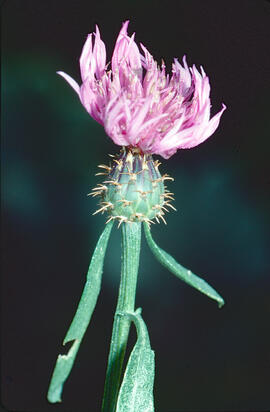 Card estrellat ("Centaurea calcitrapa")