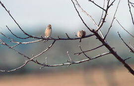 Picamosques ("Muscicapa striata")