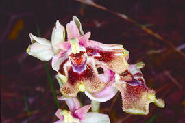 Mosca vermella ("Ophrys tenthredinifera")