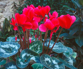 Ciclamen ("Cyclamen persicum")