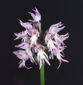 "Orchis italica"