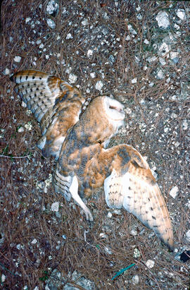 Òliba comuna ("Tyto alba")