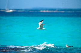 Gavina ("Larus michahellis")