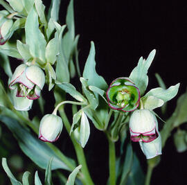 Marxívol ("Helleborus foetidus")