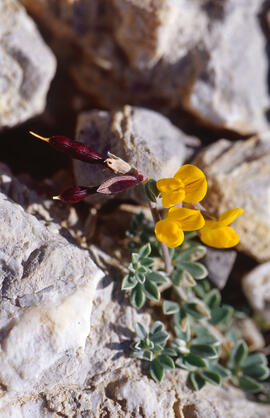 Gatosa europea ("Ulex europaeus")