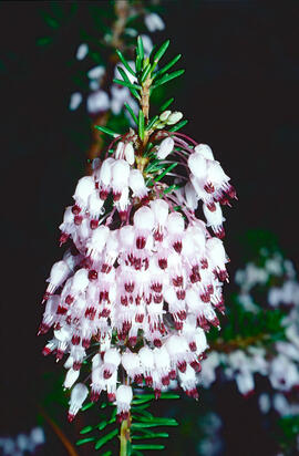 Bruc d'hivern ("Erica multiflora")