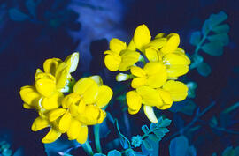 Coronilla ("Coronilla glauca")