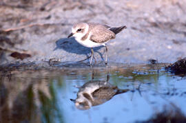Tiruril·lo ("Charadrius alexandrinus")