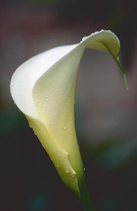 Lliri d'aigua ("Zantedeschia aethiopica")