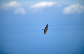 PENDENT D'IDENTIFICAR volant