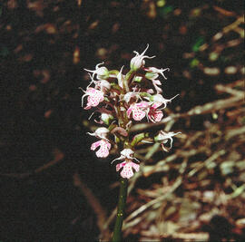 Orquídia ("Neotinea tridentata")