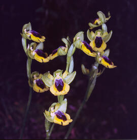 Abellera groga ("Ophrys lutea")