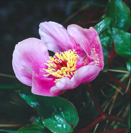 Peònia ("Paeonia mascula")