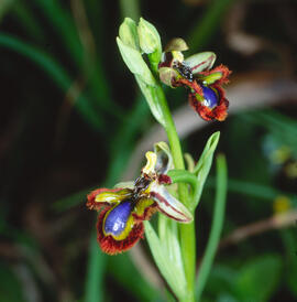 Abellera de mirall ("Ophrys speculum")