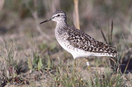 Valona o xerlovita camagroga ("Tringa glareola")
