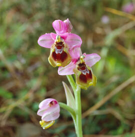 Abellera vermella ("Ophrys tenthredinifera")