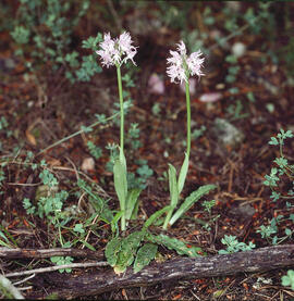 Orquídia ("Neotinea tridentata")