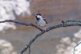 Pardal ("Passer domesticus")