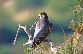 Falcó ("Falco peregrinus")