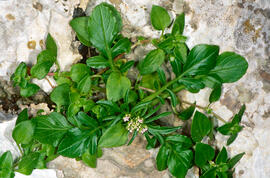 Creixen ("Nasturtium officinale")