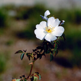Roser silvestre ("Rosa canina L.")