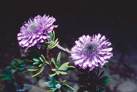 Senet de pobre ("Globularia vulgaris")