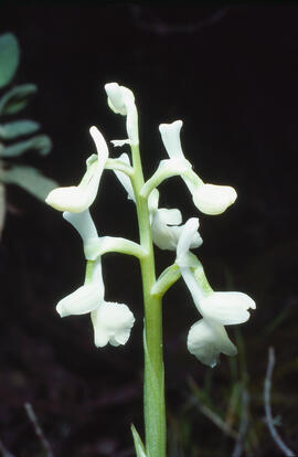 Abellera banyuda ("Orchis longicornu")