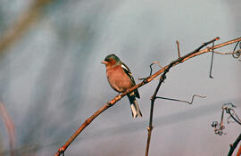 Pinsà ("Fringilla colebs")
