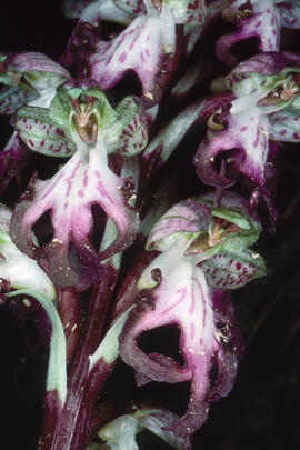 Mosques grosses ("Himantoglossum robertianum")