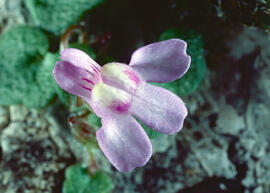 Picardia ("Cymbalaria muralis")