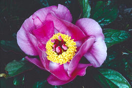 Peònia ("Paeonia mascula")