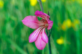 Gladiol ("Gladiolus illyricus")