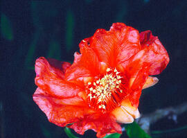 Rosella ("Papaver dubium")