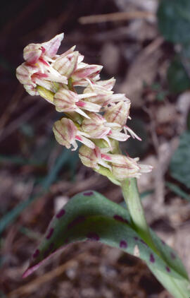 Orquídia ("Neotinea tridentata")