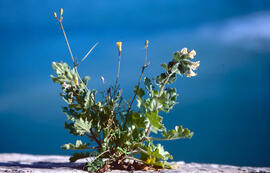 Col borda ("Brassica balearica")