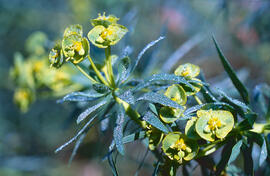 Floreta de pastor ("Euphorbia rigida")