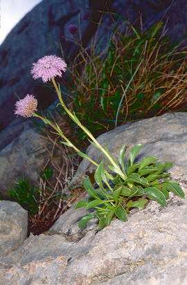 Senet de pobre ("Globularia vulgaris")