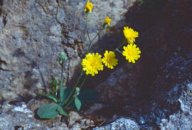 Pelosella ("Hieracium pilosella")