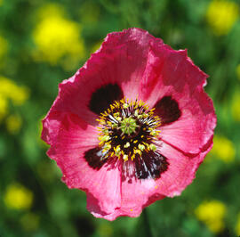 Cascall ("Papaver somniferum")