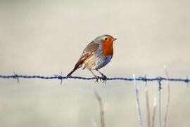 Rupit ("Erithacus rubecula")