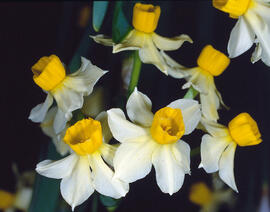 Narcís ("Narcissus")