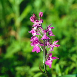 Orquídia ("Orchis palustris")