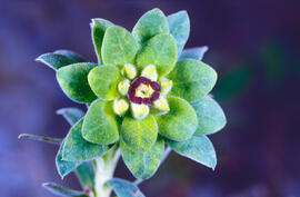 Lletrera visquera ("Euphorbia characias")