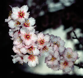 Ametller ("Prunus dulcis")