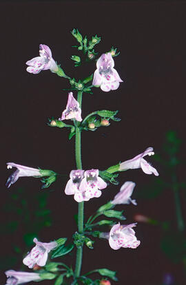 "Calamintha nepeta"