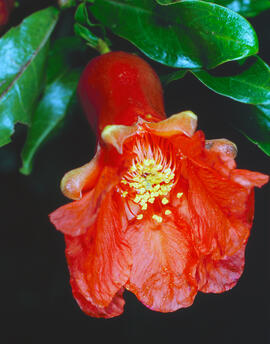 Flor de magraner ("Punica granatum")
